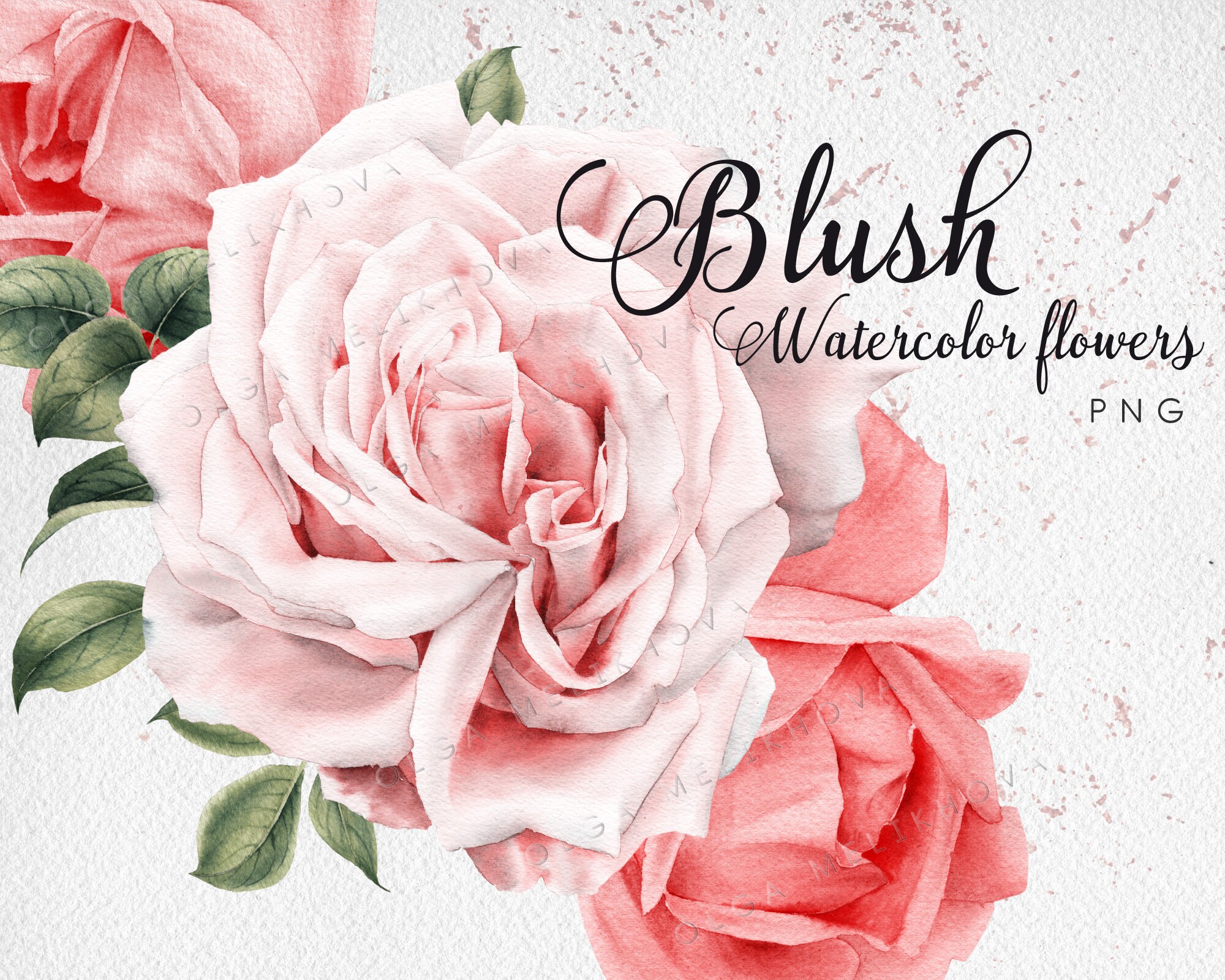 Watercolor Blush Roses Clip Art PNG, Bright Floral Set, Digital Instant ...