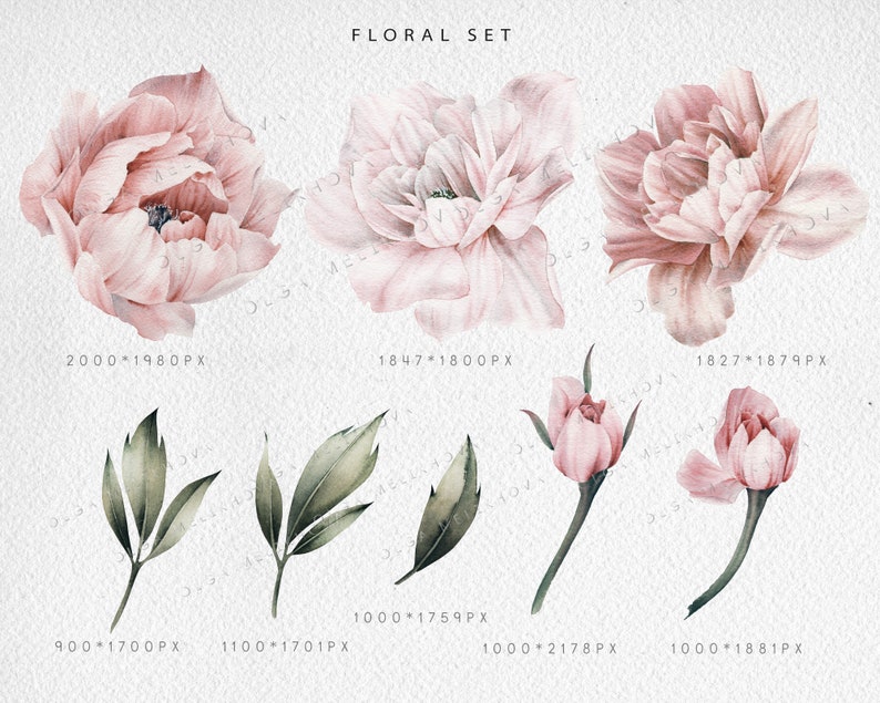 May include: A set of watercolor illustrations featuring pink peonies and green leaves. The illustrations are perfect for adding a touch of elegance to any project.