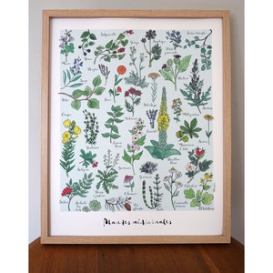 Poster botanico, piante medicinali
