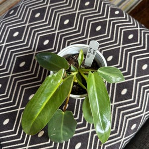 philodendron spiritus sancti 4” pot 12”x12” RARE!
