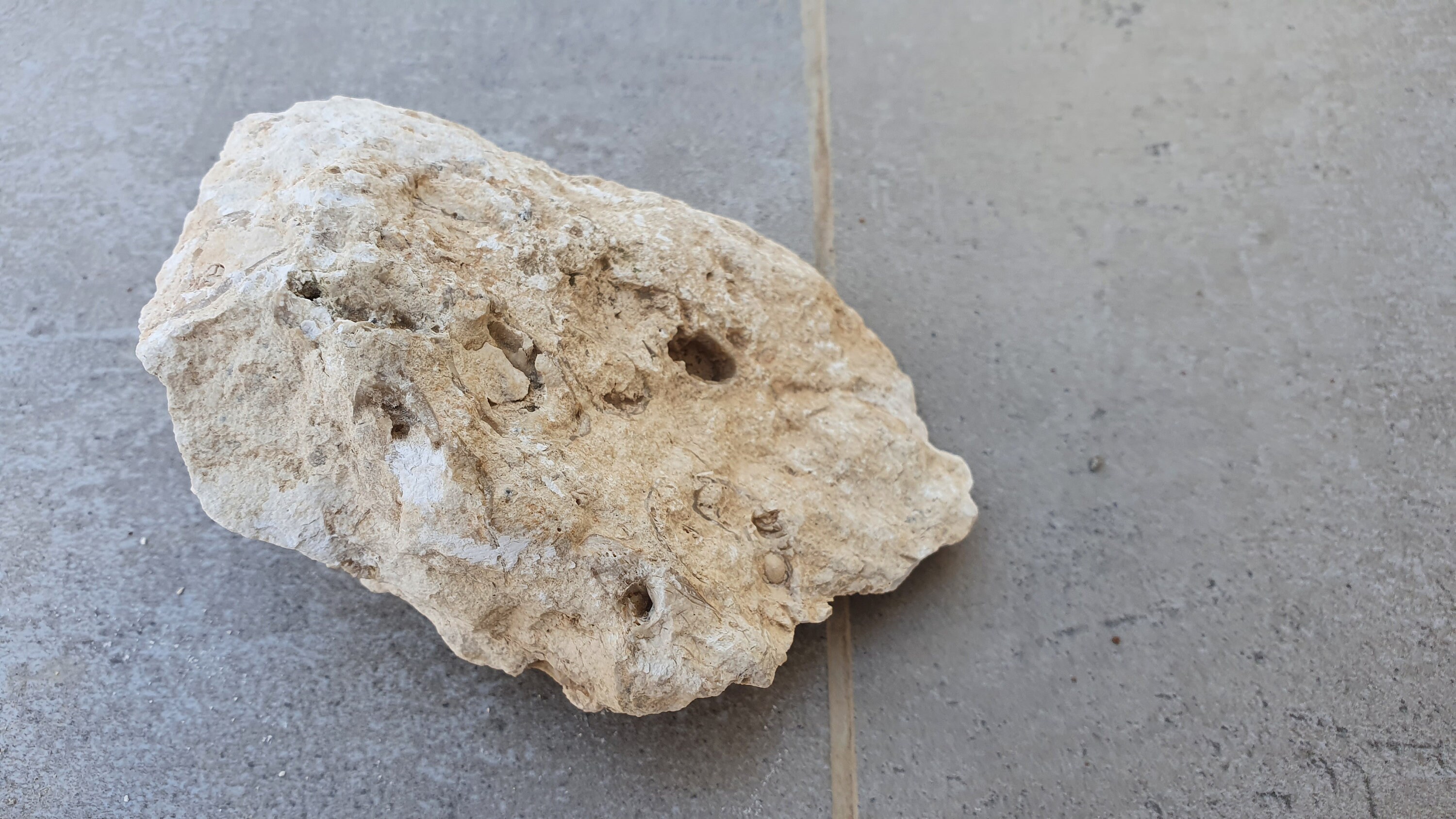 Petrified rudist fossil natural mineral rock rare rough raw Etsy