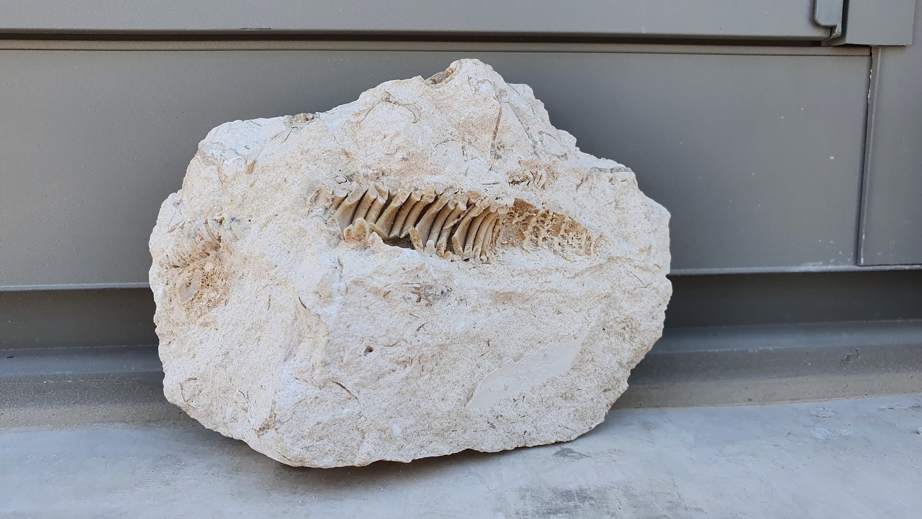 Petrified rudist fossil natural mineral rock rare rough raw Etsy