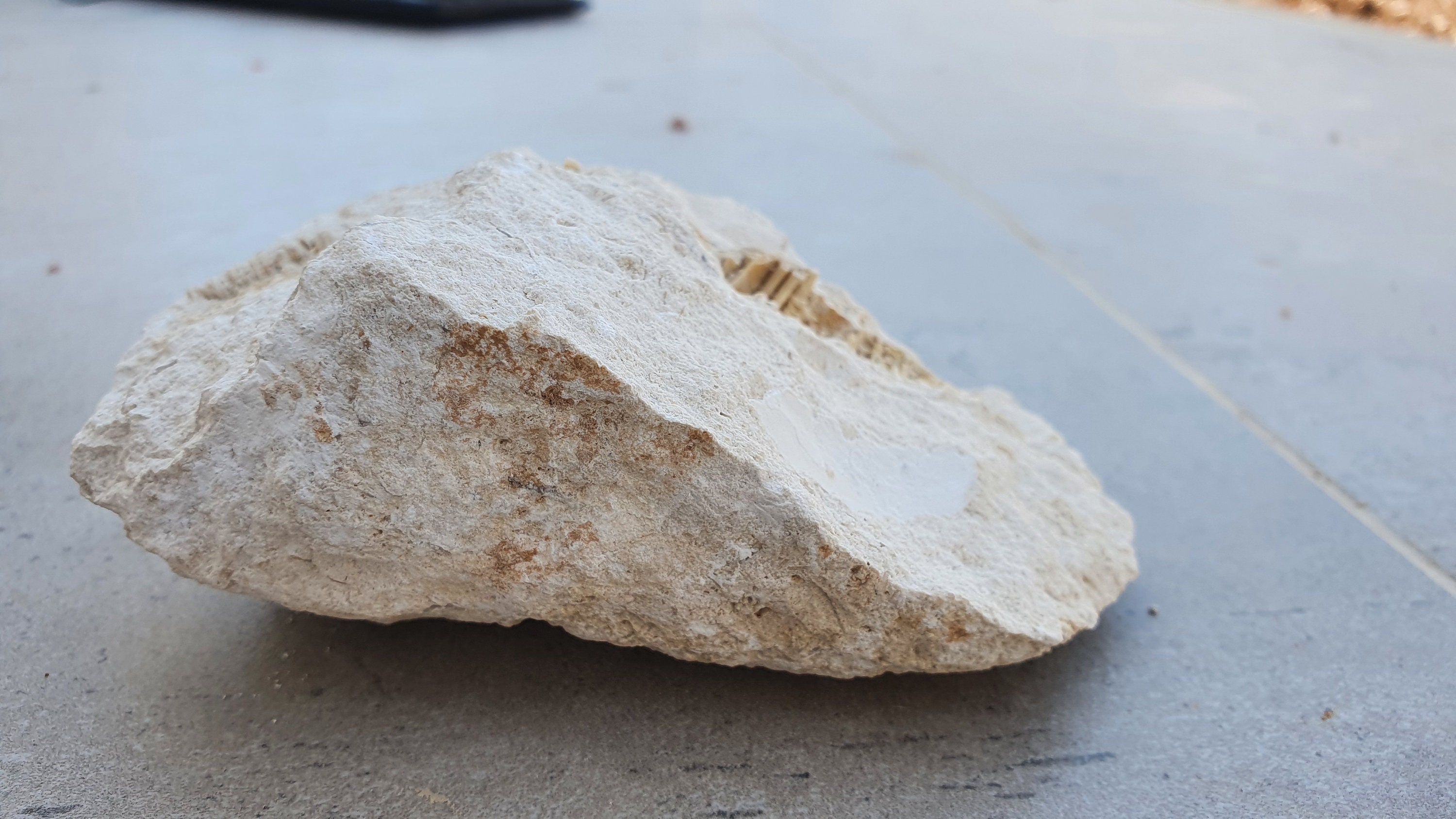 Petrified rudist fossil natural mineral rock rare rough raw Etsy