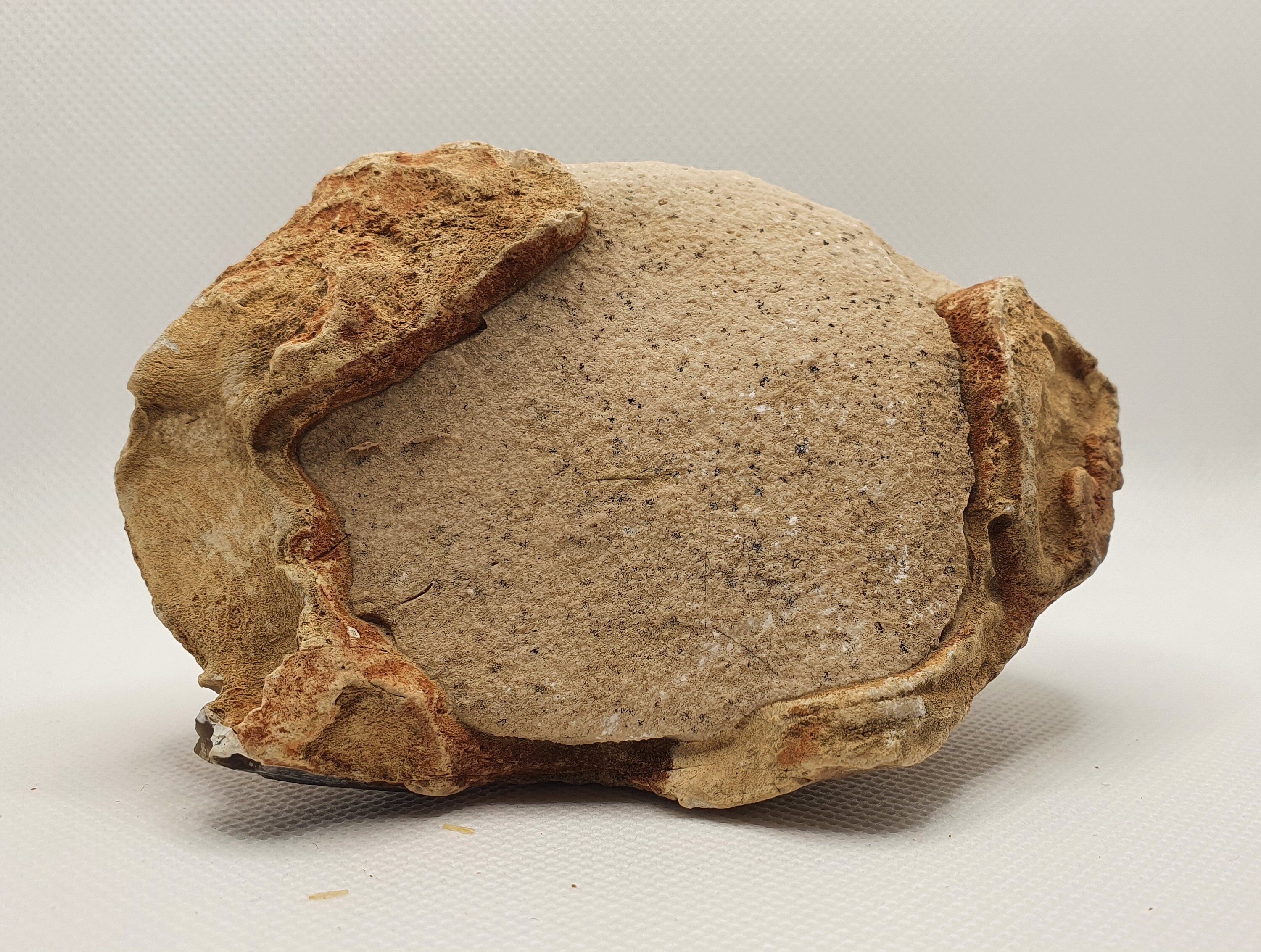 Natural rare raw Limestone incapsulated in Flintstone rough Etsy