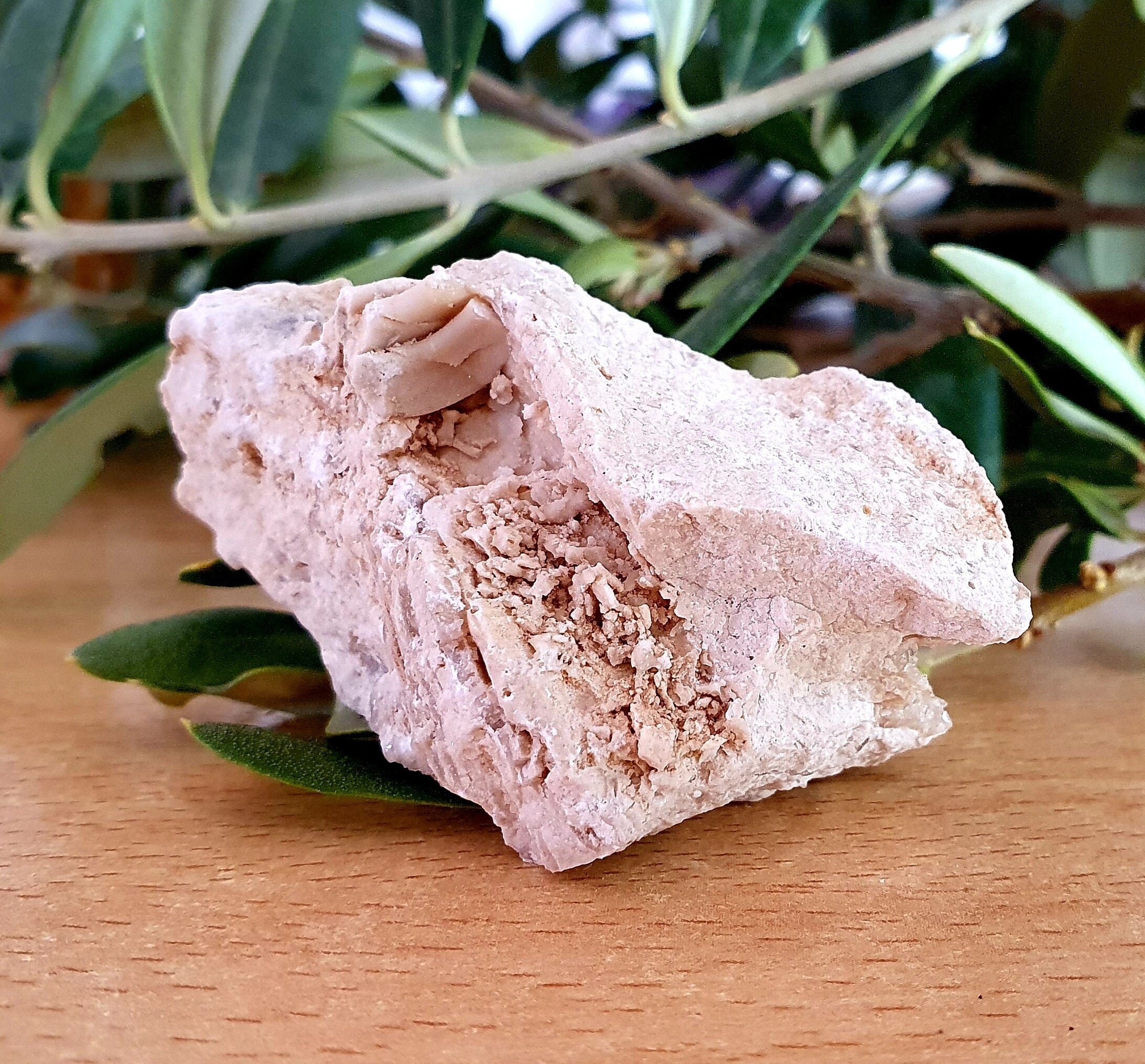 Natural fossil rudist quartz limestone from Israelrough raw Etsy