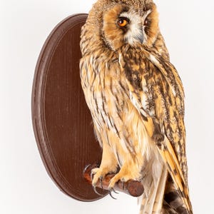 May include: A taxidermied owl with brown and tan plumage, perched on a wooden branch. The owl has orange eyes and is mounted on a dark brown, oval wooden plaque. The background is plain white.