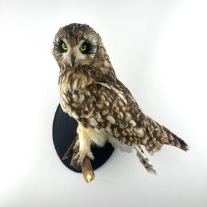 May include: A mounted owl with brown and white plumage, perched on a wooden branch. The owl has striking green eyes and is displayed on a black circular plaque against a white backdrop.