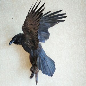 Raven Taxidermy Bird Real Stuffed mount Animal Gothic Tattoo Driftwood Stuffed crow decor bird wall mount