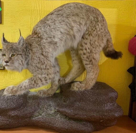 Taxidermy Nice Animal LYNX Real Animal Stuffed Taxidermy Etsy