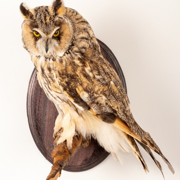 Stuffed European OWL Taxidermy Owl asio otus Bird Scarecrow wall mount #21 bird decor