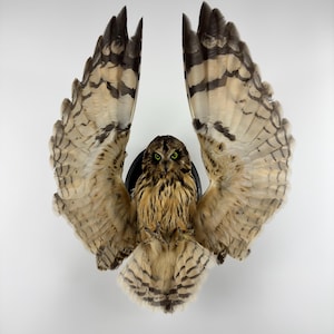 May include: A mounted owl with its wings spread, revealing intricate feather patterns in brown, beige, and black. The owl has vivid green eyes, and the wings are fully extended, creating a dramatic pose against a plain white backdrop. The owl is mounted on a black circular base.