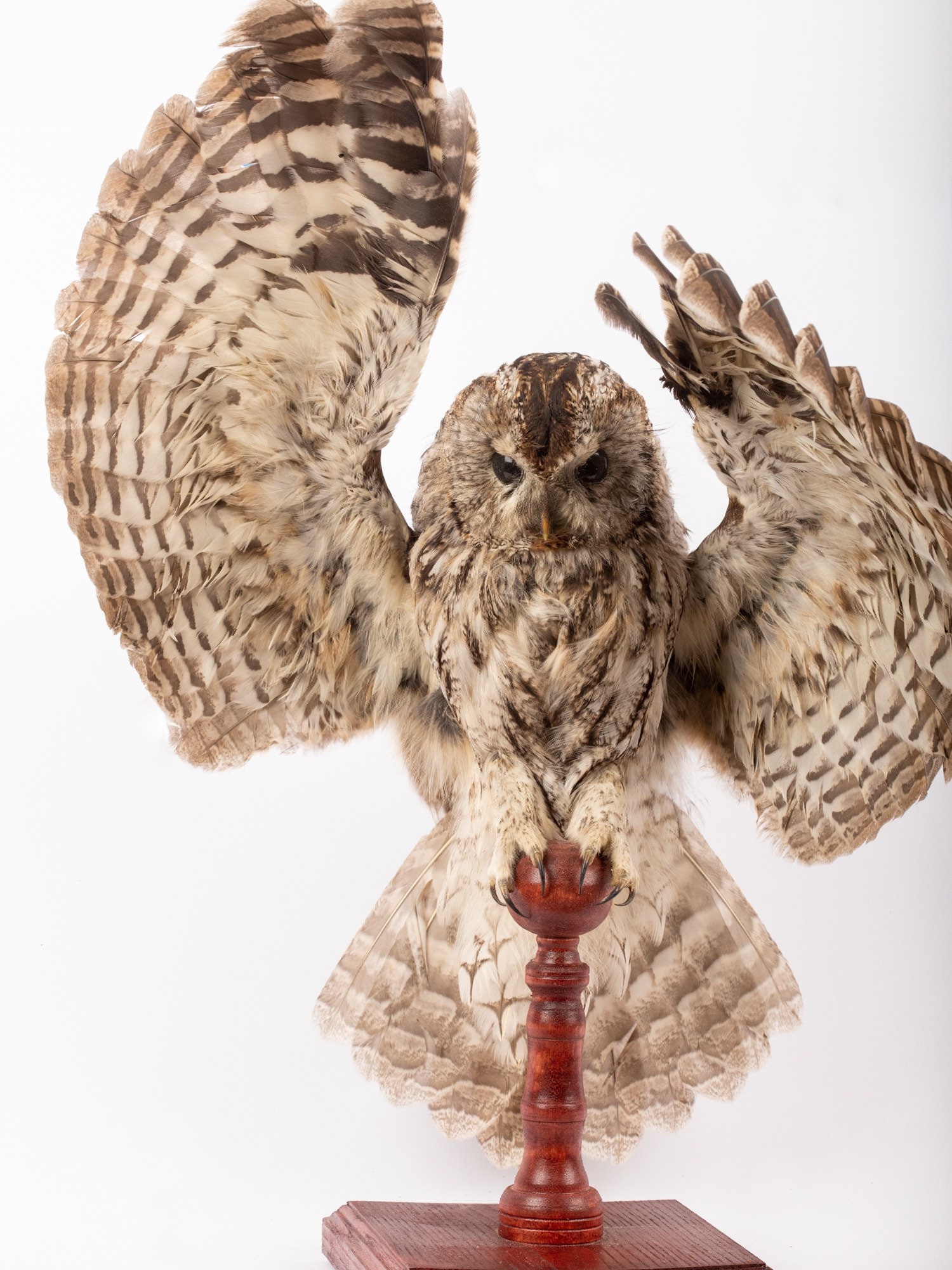 stuffed owl real