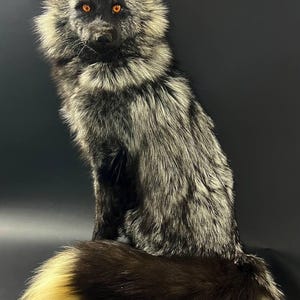 May include: A silver fox ornament with bright orange eyes and a detailed, fluffy coat. The fox is seated, with its tail curled and tipped with a creamy yellow colour. The background is a solid black.