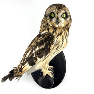 May include: A mounted owl with brown and white plumage and striking yellow eyes. The owl is displayed on a black wooden plaque. The bird's feathers display intricate patterns, and its eyes are open, creating a realistic look.