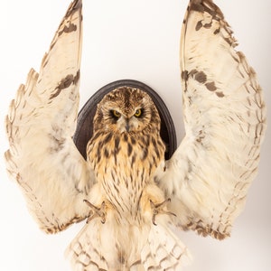 Taxidermy composition owl. Stuffed asio flammeus. Taxidermy owl wall mount #9 decor bird flight simulation
