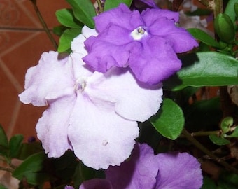 Brunfelsia paucifolia,plant