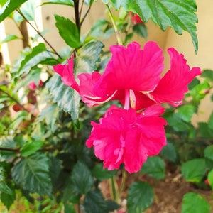 Hibiscus Pagode Rouge,plante