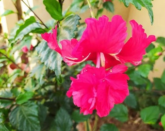 Hibiskus Pagode rot, Pflanze