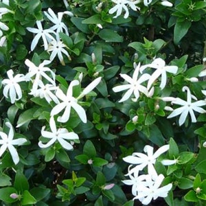 Peut inclure: Un gros plan sur un buisson avec des fleurs blanches en forme d'étoile. Les fleurs sont en pleine floraison et dégagent un parfum délicat et parfumé. Le buisson est entouré de feuilles vertes.