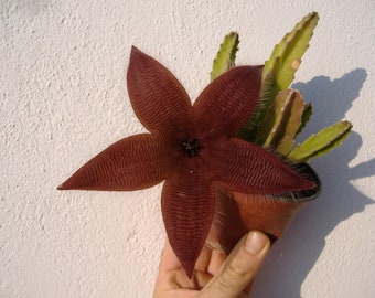 Staphelia gigantea,plante