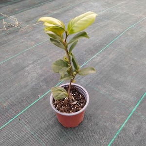 Camellia japonica,mix color,pooted plant