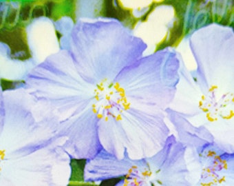 Abutilon blau, Pflanze