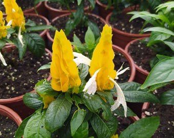 Pachystachys lutea,plant