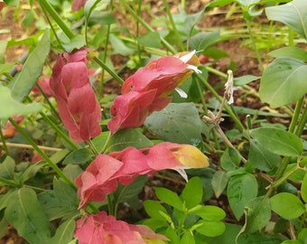 Beloperome Guttata Red,plant