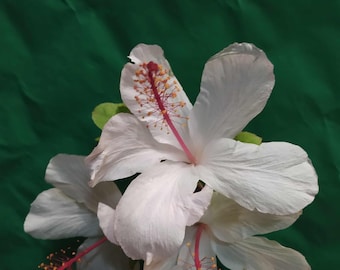 Hibiscus Hawaiian White ,plant