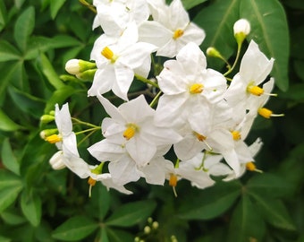 Solanum jasminoides blanc,plante