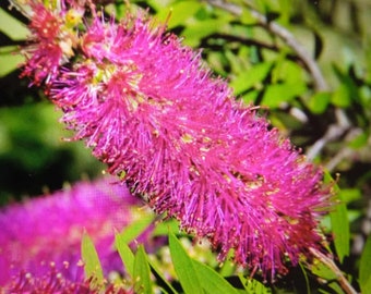 Callistemon Mauve Mist, rosa, pianta