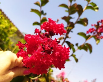 Lagestroemia indica Dynamite, vergossene Pflanze