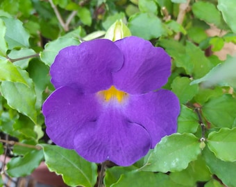 Thunbergia erecta, plant