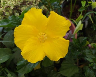 Ibisco giallo totale, pianta