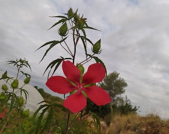 Hibiscus moscheutos coccinea, Samenx10