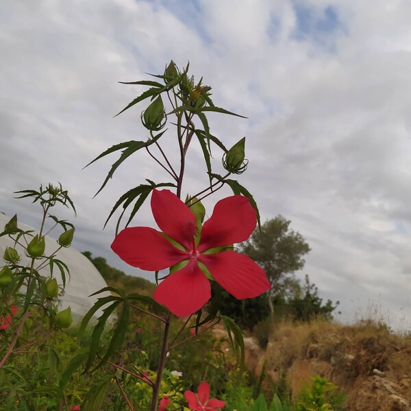 Hibiscus moscheutos coccinea, Samenx10