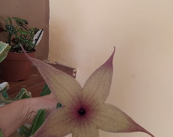 Stapelia Gigantea Giallo,pianta