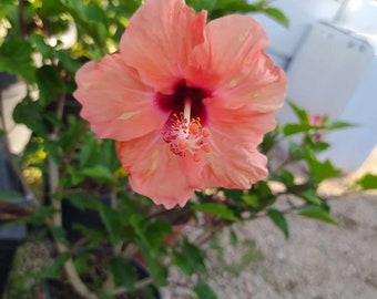 Hibiscus Orange,plante