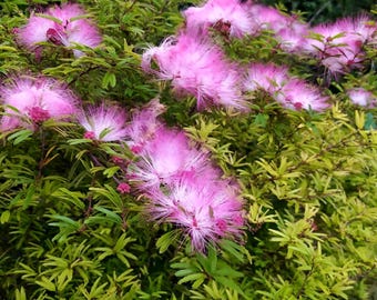Calliandra surinamensis Dixie rosa,pianta