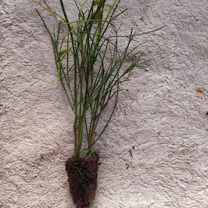 Russelia red,plant image 2