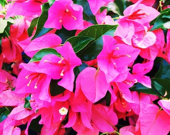 Bougainvillea Pink,plant