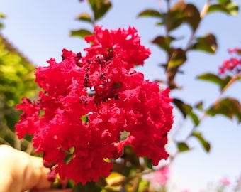 Lagerstroemia indica Dynamite,plant