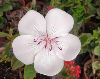 Tibouchina Peace Baby, Pflanze