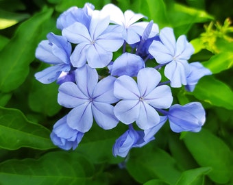 Plumbago blauw, plant