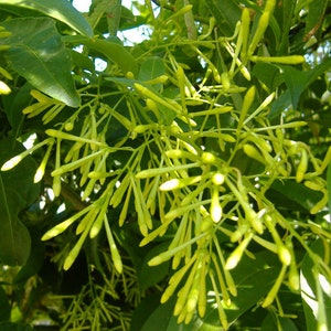 Cestrum noctornum, plante image 1