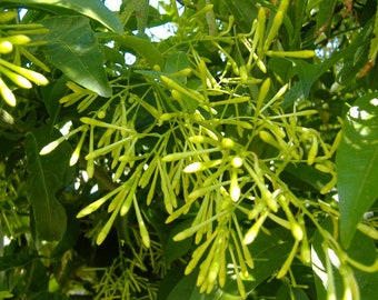 Cestrum noctornum, plante