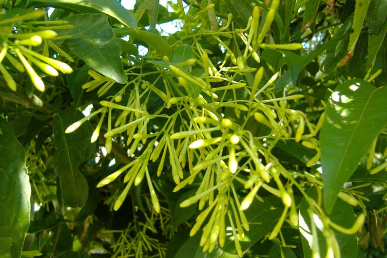 Cestrum noctornum, plante image 1