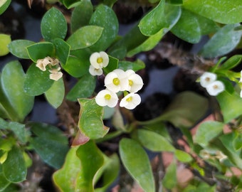 Euphorbia milii wit, plant