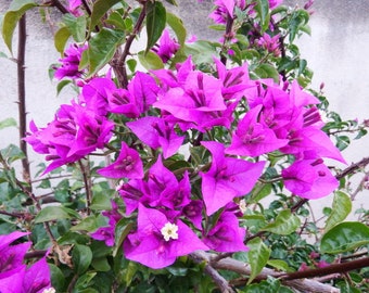 Bougainvillea Glabra ,plant