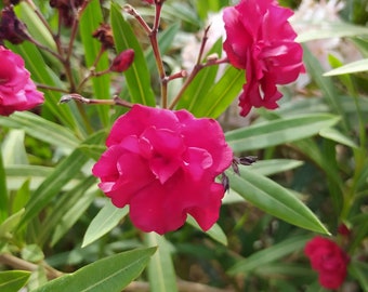 Nerium oleander Double red,3 x rootless cuttings